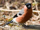 В Международный день птиц состоится праздник «Птичий базар»