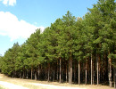 В Ростовской области усилена охрана лесов